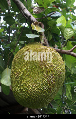Jackfruit tree. Thailandia. Foto Stock