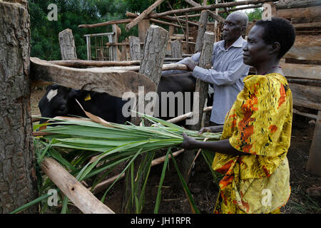 Augustin e Firenze Barakurraha appartengono a un agricoltori' gruppo. Essi utilizzano le loro mucche " concime a produrre biogaz. Essi hanno ricevuto un finanziamento da Uganda Kolpi Foto Stock