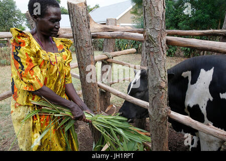 Augustin e Firenze Barakurraha appartengono a un agricoltori' gruppo. Essi utilizzano le loro mucche " concime a produrre biogaz. Essi hanno ricevuto un finanziamento da Uganda Kolpi Foto Stock