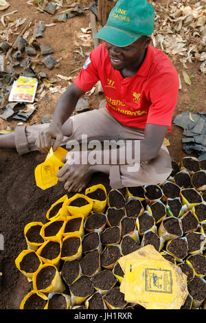 Innocenzo Mbabazi corre un vivaio. Egli ha ricevuto 2 prestiti da ENCOT microfinanza. Uganda. Foto Stock