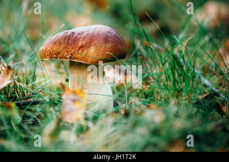 Fungo Porcino i porcini crescono in un muschio ed erba vicino fino nella foresta di Bielorussia Foto Stock