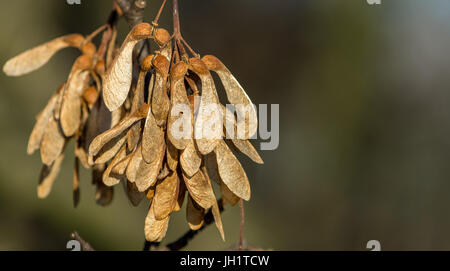 Semi di platano su albero Foto Stock