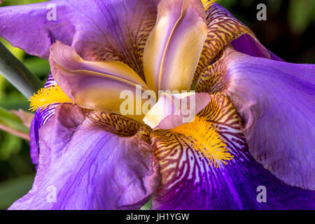 Iris in piena fioritura Foto Stock