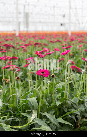 MOERKAPELLE, I PAESI BASSI, 5 giugno 2017: Righe colorate del Transvaal Daisy o Gerbera cresciuti commercialmente in una grande e moderna casa verde. Foto Stock
