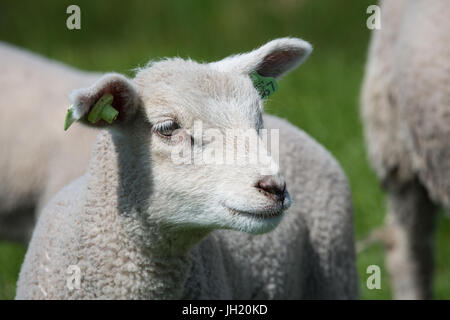 Ritratto di un giovane agnello carino con etichette auricolari. Foto Stock