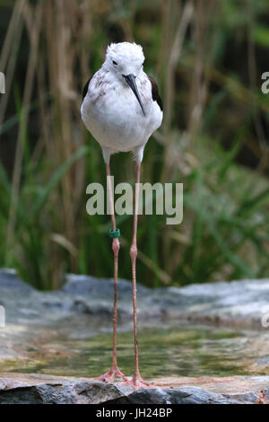 Parco Ornitologico ( Parc des oiseaux de Villards-les-Dombes). Foto Stock