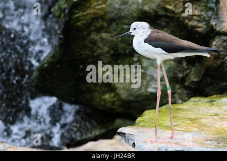 Parco Ornitologico ( Parc des oiseaux de Villards-les-Dombes). Foto Stock