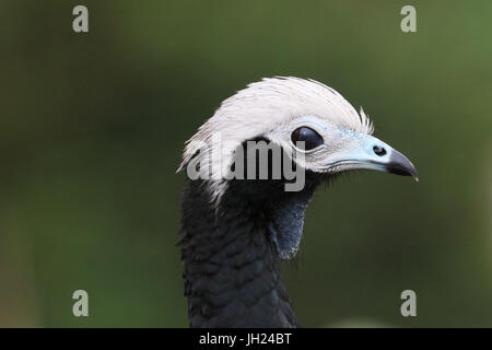 Parco Ornitologico ( Parc des oiseaux de Villards-les-Dombes). Foto Stock