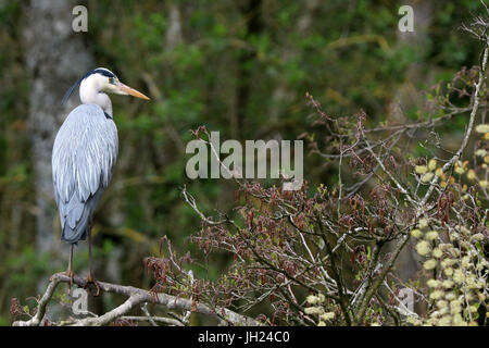 Parco Ornitologico ( Parc des oiseaux de Villards-les-Dombes). Gru comune ( grus grus). Foto Stock