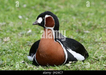 Parco Ornitologico ( Parc des oiseaux de Villards-les-Dombes). Foto Stock