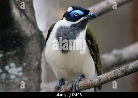 Parco Ornitologico ( Parc des oiseaux de Villards-les-Dombes). Foto Stock