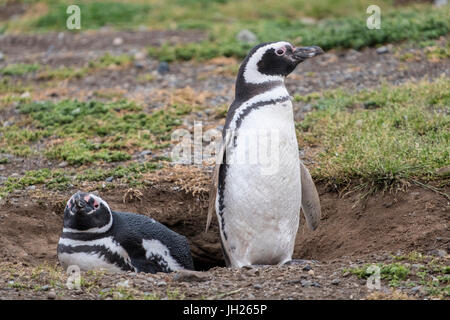 Magellanic penguin (Spheniscus magellanicus), una coppia di pinguini di allevamento sul loro nido, Patagonia, Cile, Sud America Foto Stock