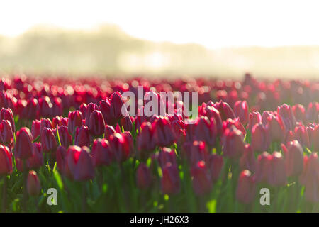 Close up di coloratissimi tulipani in fiore a sunrise, De Rijp, Alkmaar, North Holland, Paesi Bassi, Europa Foto Stock