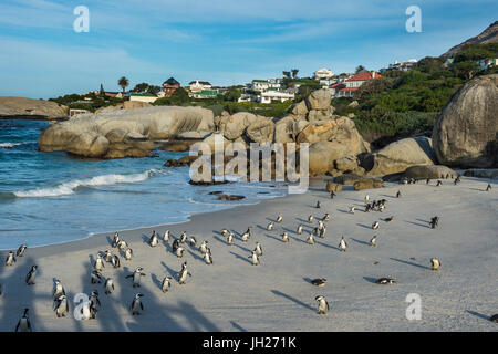 La madre e il bambino africano (dei pinguini Jackass penguin) (Spheniscus demersus) colonia, Boulders Beach, Capo di Buona Speranza, Sud Africa Foto Stock