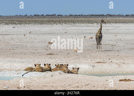 I Lions (Panthera Leo) a waterhole nel Parco Nazionale di Etosha, Namibia, Africa Foto Stock