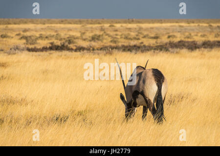 Gemsboks maschio (Oryx gazella), il Parco Nazionale di Etosha, Namibia, Africa Foto Stock