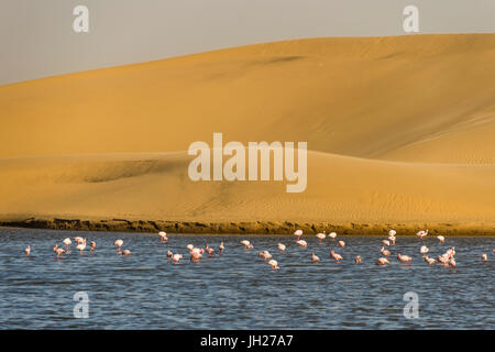 Piscina di acqua salata con fenicotteri rosa vicino a Walvis Bay, Namibia, Africa Foto Stock