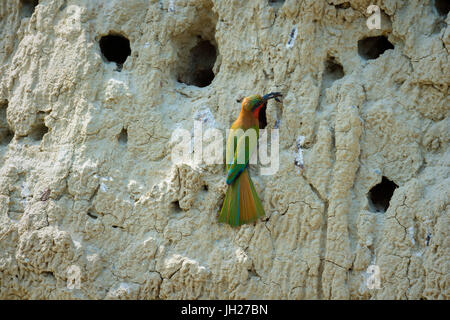 Red throated Gruccione (Merops bulocki), Uganda, Africa Foto Stock