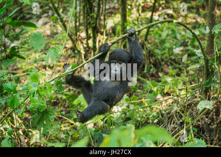 Gorilla di Montagna (Beringei beringei), la foresta impenetrabile di Bwindi, Sito Patrimonio Mondiale dell'UNESCO, Uganda, Africa Foto Stock