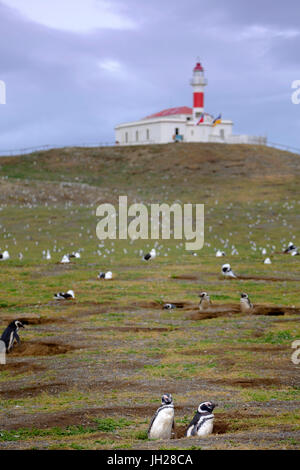 I pinguini di Magellano (Spheniscus magellanicus) nidi su un isola vicino a Punta Arenas, Patagonia, Cile, Sud America