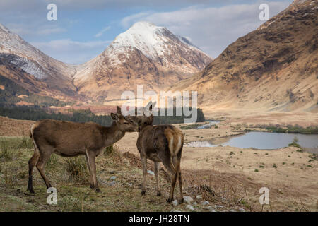 Red Deer in Glen Etive, Glencoe, Highlands, Scotland, Regno Unito, Europa