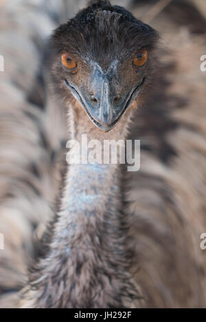 Close-up del viso e del collo della UEM, struzzo Safari Park, Oudsthoorn, Sud Africa e Africa Foto Stock