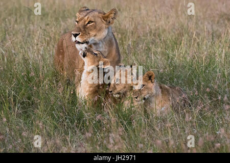 Una leonessa (Panthera leo) accolti dai suoi cuccioli al suo ritorno, il Masai Mara, Kenya, Africa orientale, Africa Foto Stock