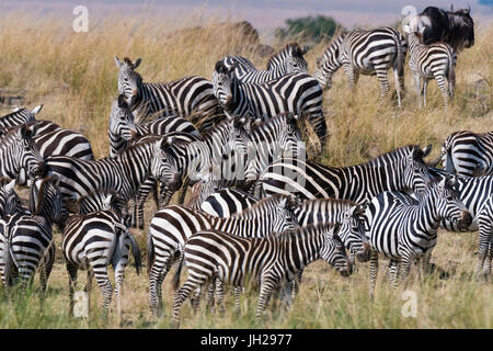 Grant's zebre (Equus quagga boehmi) sul fiume di Mara bank, il Masai Mara, Kenya, Africa orientale, Africa Foto Stock