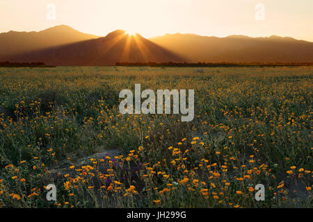 Deserto dei girasoli, Anza-Borrego Desert State Park, Borrego Springs, California, Stati Uniti d'America, America del Nord Foto Stock