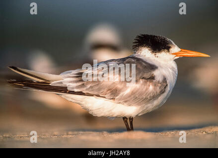 Non di allevamento, da adulto Lesser Crested Tern, (Thalasseus bengalensis), Byron Bay, Nuovo Galles del Sud, Australia Foto Stock