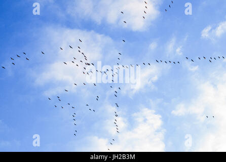 Stormo di oche Graylag, (Anser anser), migrano verso sud dal nord Europa, Isole britanniche, Regno Unito Foto Stock