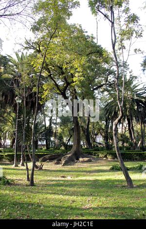 Tropical vegetation. Foto Stock