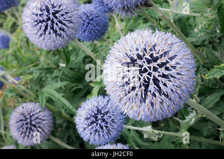 Primo piano di un globo Thistle aiuola con profondità di campo ridotta. Foto Stock