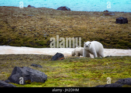 Gli orsi polari sulla terra Franz-Joseph. Femmina con funny plump cub sull isola di NORTHBROOK. Avvicinare gradualmente a mai visto prima uomo Foto Stock