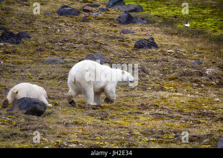 Gli orsi polari sulla terra Franz-Joseph. Femmina con funny plump cub sull isola di NORTHBROOK. Fugge dopo una collisione con la gente e tiro con rucola Foto Stock