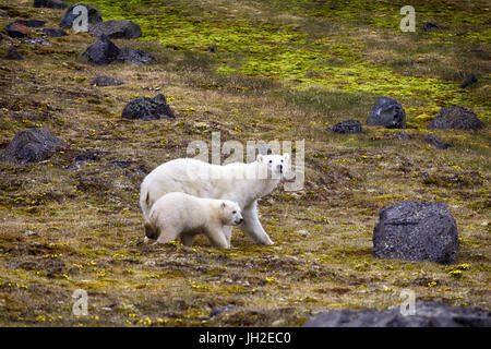 Gli orsi polari sulla terra Franz-Joseph. Femmina con funny plump cub sull isola di NORTHBROOK. Fugge dopo una collisione con la gente e tiro con rucola Foto Stock