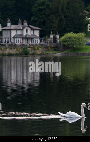 Abbazia Fountians, Ripon, Regno Unito. 12 luglio 2017. Tourist gustare caffè e gelati durante il tempo caldo a piedi nei motivi di Abbazia Fountian come cervi selvatici feed nei prati cigni fluttuano intorno al lago, giovani gabbiani crogiolarsi al sole. Clifford Norton/Alamy Live News Foto Stock