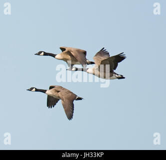 Seaforth, Liverpool, Meresands legno, Rufford Foto Stock