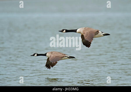 Seaforth, Liverpool, Meresands legno, Rufford Foto Stock