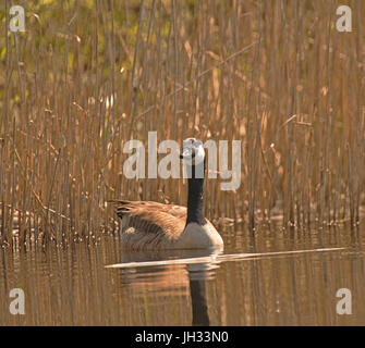 Seaforth, Liverpool, Meresands legno, Rufford Foto Stock