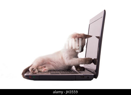 Adorabili Gattini siamese puntare il dito sullo schermo di un computer portatile, isolato su bianco Foto Stock