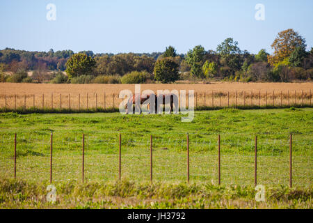 Due cavalli pascolano in campo con le recinzioni. Soleggiata giornata autunnale. Foto Stock