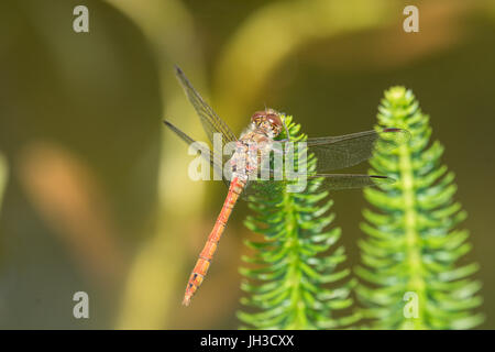 Common darter, Sympetrum striolatum, maschio, Sussex, Giugno. Foto Stock