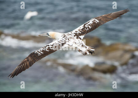 Ritratto di Gannet Foto Stock