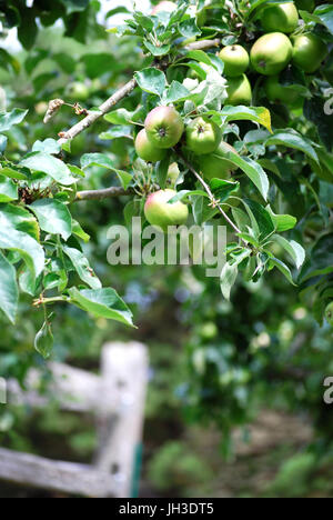 Le mele che crescono in un frutteto, Bainbridge Island, WA. Stati Uniti d'America