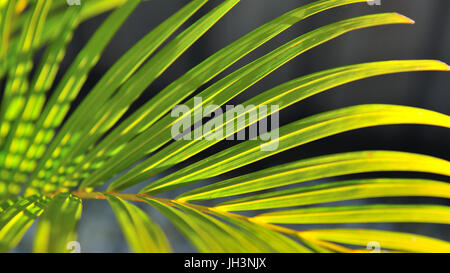 Foglie di golden Palm tree (Dypsis lutescens). Potts Hill. Nuovo Galles del Sud. AUSTRALIA Foto Stock