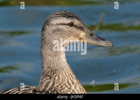 Chiudi immagine di testa femminile di Mallard duck. Foto Stock