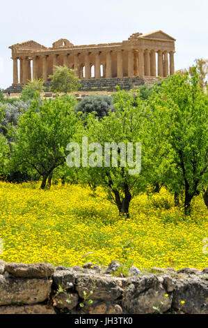 Alberi di olivo e il Tempio della Concordia, Vally dei templi di Agrigento, Sicilia, Italia. Foto Stock