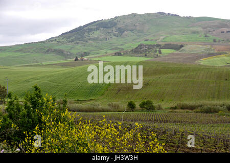 Campi di vigneti e pascoli verdi nelle zone rurali di Sicilia, Italia. Foto Stock