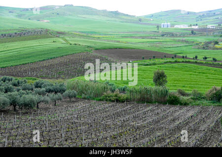 Campi di vigneti e pascoli verdi nelle zone rurali di Sicilia, Italia. Foto Stock